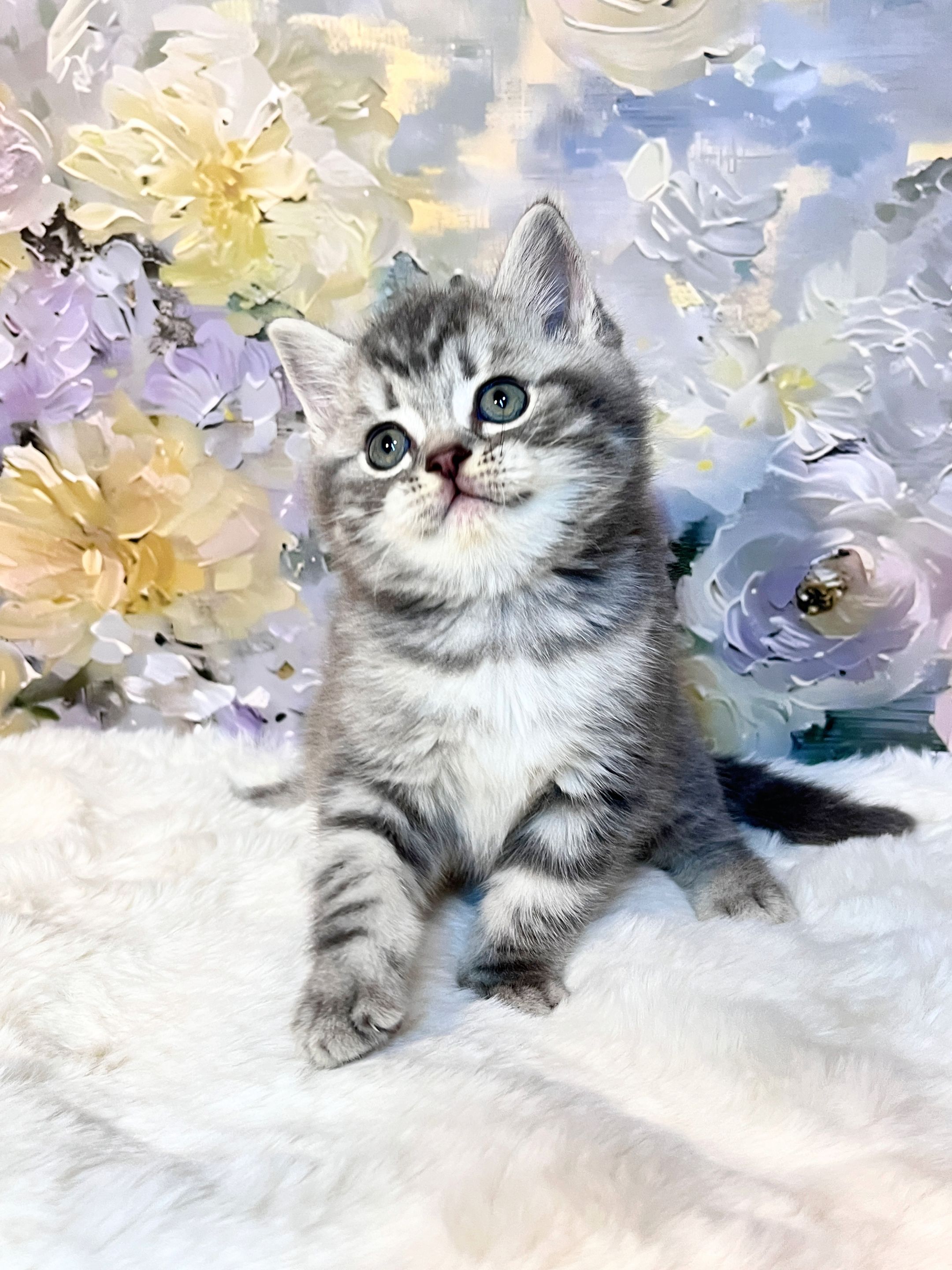 虎斑起司加白猫